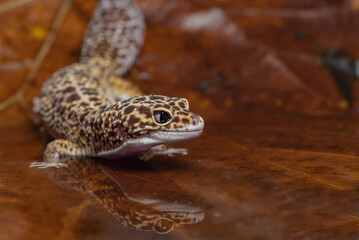Leopard gecko inside a dried leaf
