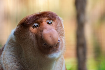 Naklejka premium Close up photo of bekantan monkey