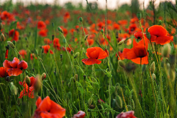 Fototapeta premium Red poppy flowers in a field. Poppies meadow