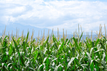 Natural landscape, Cornfield. A farm for growing corn.