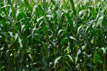 Natural texture. a corn plant from a great height. Aerial photography of a cornfield. Corn Farm