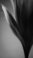 モノクロのハラン　カッコいい