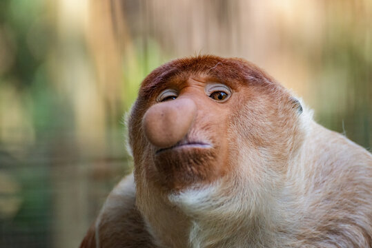 Close up photo of bekantan monkey