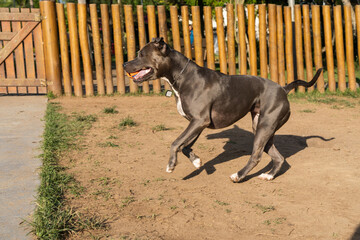 Blue nose Pit bull dog playing and having fun in the park at sunset. Selective focus