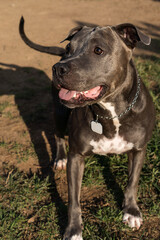 Blue nose Pit bull dog playing and having fun in the park at sunset. Selective focus