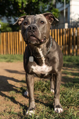 Blue nose Pit bull dog playing and having fun in the park at sunset. Selective focus