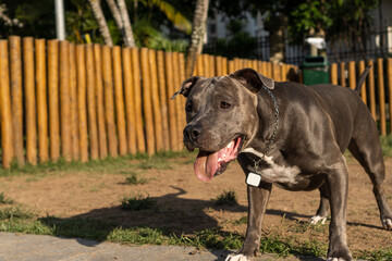Blue nose Pit bull dog playing and having fun in the park at sunset. Selective focus