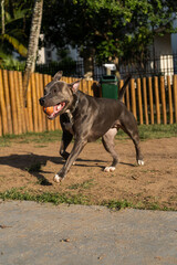 Blue nose Pit bull dog playing and having fun in the park at sunset. Selective focus