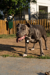 Blue nose Pit bull dog playing and having fun in the park at sunset. Selective focus