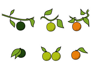 Obraz premium Citrus fruit on a branch and without, A set of bright fruits of varying degrees of maturity