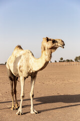 One adult Dromedary camel (Camelus dromedarius) standing on sand on a desert farm, portrait view. Sharjah, United Arab Emirates.