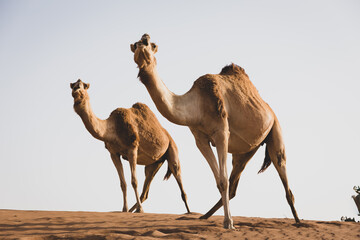 Two dromedary camels (Camelus dromedarius) standing in the same way at the top of sand dune in the desert.