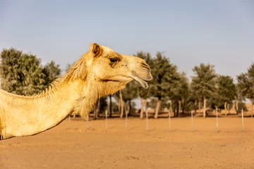 Fototapeten Dromedary camel head and neck (Camelus dromedarius) in profile with ghaf trees and desert in the background. © Cleop6atra