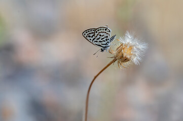 Balkan Tiger butterfly (Tarucus balkanicus) on plant