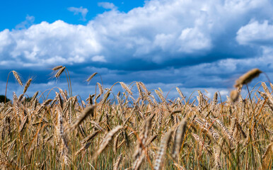 Ripe golden color wheats growing in nature against sunny party cloudy sky.