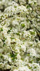 image of a blossoming fruit tree in spring.