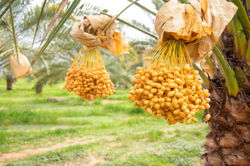 fresh dates, harvest, dates