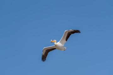 American White Pelican In Flight