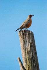 A robin on a fence post 
