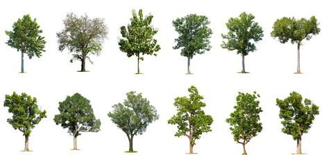 Isolated trees on white background , The collection of trees. - obrazy, fototapety, plakaty