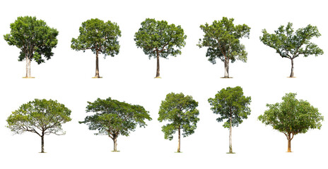 Isolated trees on white background , The collection of trees.