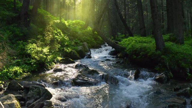 Mountain river flowing inside mysterious forest. Water splases stone rapids at sunset.