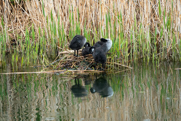young coots perched on nest in river with reflections in the water and reeds in the background