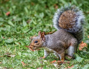 Squirrel 6