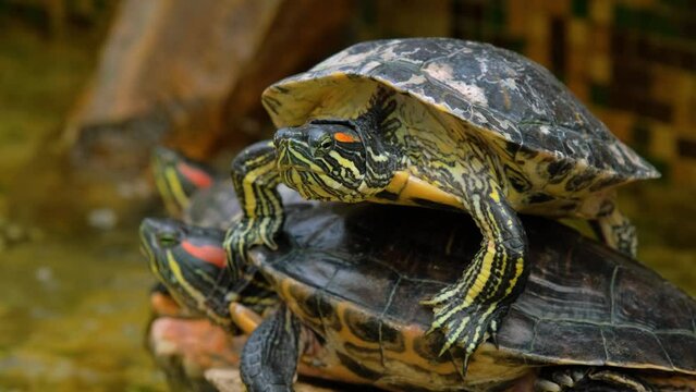 A red eared slider tortoise is basking before starting its daily activities. This reptile has the scientific name Trachemys scripta elegans. The red-eared tortoise lies in the pond