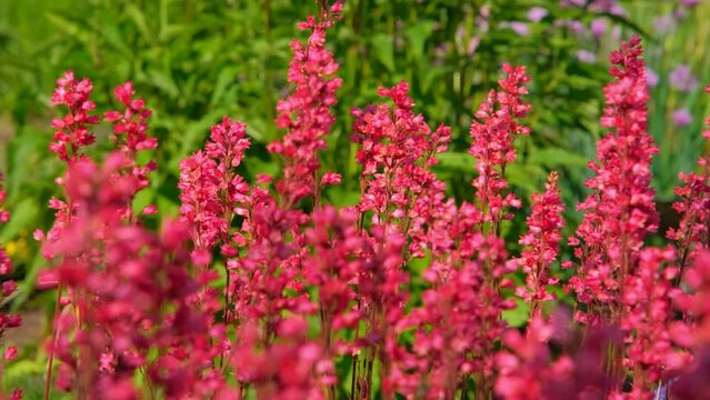 Shrub of red dense flowers, red flowers in soft focus with blurred background, floral background in red. Pink wildflowers swaying in the wind. Spring flowers with soft focus filter. 