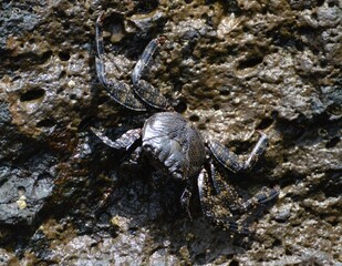 crab on a rock