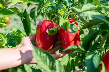 Farmer is gathering and picking red mature juicy bell peppers from bush with green leaves on...