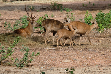 Doe and fawn. The Hog deer is another beautiful deer with beautiful big eyes.