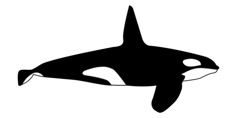Vector illustration of an orca (killer whale) isolated on white
