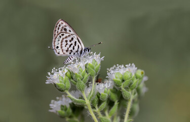 Balkan Tiger butterfly (Tarucus balkanicus) feeding on thyme flower