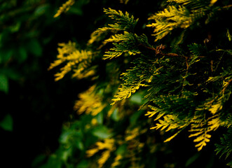 autumn leaves background