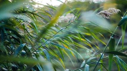 grass in the wind