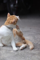 A ginger cat on the cement 