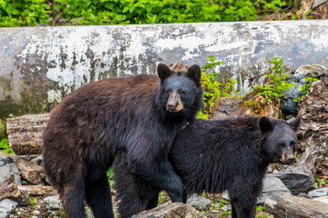 A view of a pair of  black bears getting friendly on the outskirts of Sitka, Alaska in summertime