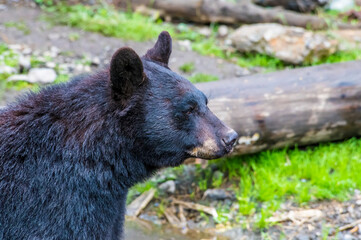 Fototapeta premium A close up of a black bear on the outskirts of Sitka, Alaska in summertime