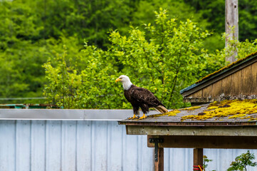A view of a bald eagle on the edge of a rooftop on the outskirts of Sitka, Alaska in summertime