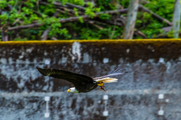 A view of a bald eagle in flight on the outskirts of Sitka, Alaska in summertime