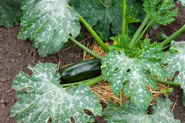 Beautiful zucchini bush with large green leaves with a pattern of silvery shade. large green...