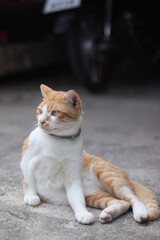 A ginger cat on the cement 