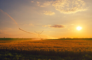 Agricultural irrigation system watering wheat field in summer