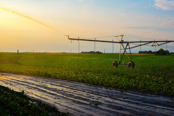 Fototapeta na wymiar Agricultural irrigation system watering corn field in summer