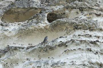 Falco peregrinus - Peregrine falcon - Faucon pèlerin - Falaise des Andelys 27700