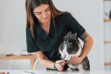 Cutting the nails. Cute little rabbit is in the grooming studio
