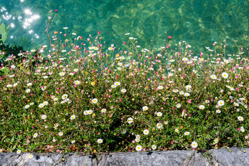 Blumenwiese wächst am Fluss direkt aus der Steinwand