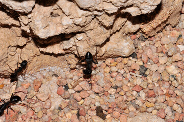 Ant colony on the sand, Thailand, Phuket